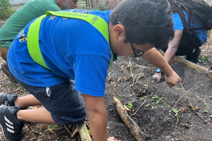 Adolescent wearing a blue shirt on hands and knees works in the raised garden bed with classmates. 