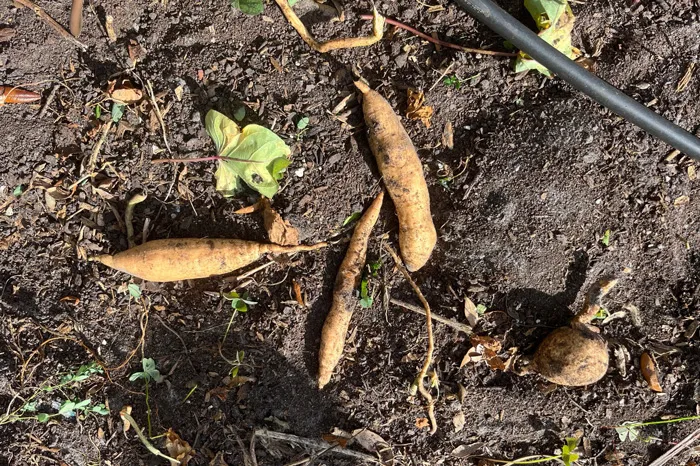 potatoes in raised garden bed