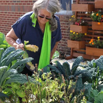 Sulphur Springs Garden Club master gardener Diana tends to the vegetables in the outdoor learning garden. Foreground is in focus, showing kale and leafy greens. Middleground is Diana slightly bent over, holding kale stalks. Background is red brick wall, and on right side, wooden planter boxes with orange and yellow flowers.